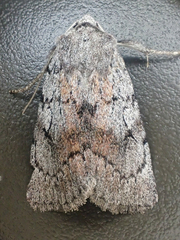 Setagrotis pallidicollis