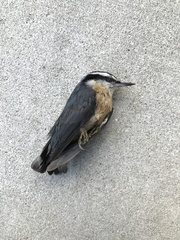 Sitta canadensis