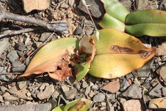 Colchicum coloratum burchellii