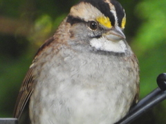 Zonotrichia albicollis