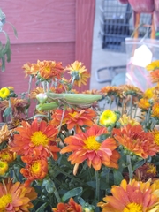 Mantis religiosa