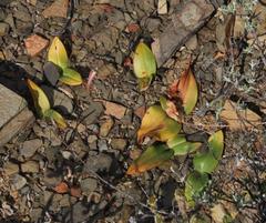 Colchicum coloratum burchellii