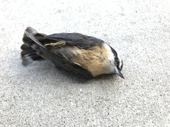 Sitta canadensis