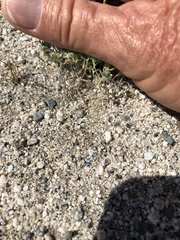 Eremocarya micrantha