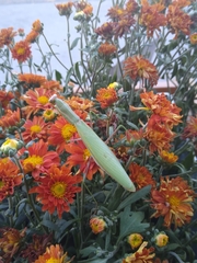 Mantis religiosa