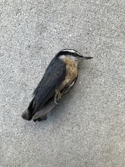 Sitta canadensis