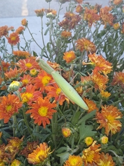 Mantis religiosa