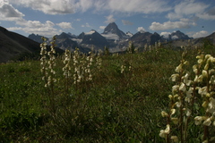 Pedicularis contorta
