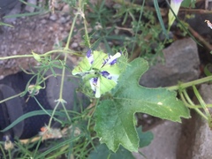 Passiflora arizonica