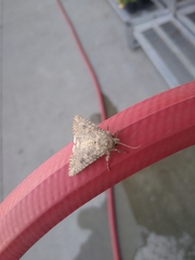 Anarta trifolii