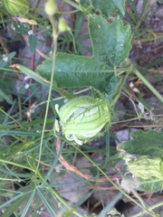 Passiflora arizonica