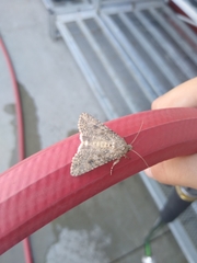Anarta trifolii