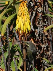 Aloiampelos striatula