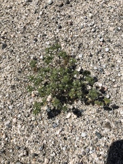 Eremocarya micrantha