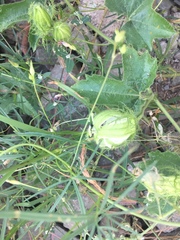 Passiflora arizonica