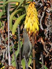 Aloiampelos striatula