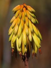 Aloiampelos striatula