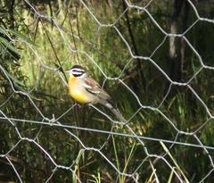 Emberiza flaviventris flaviventris