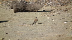Emberiza flaviventris flaviventris