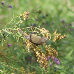 Leiothlypis celata celata