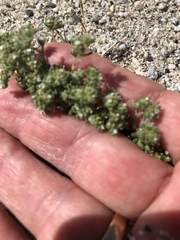 Eremocarya micrantha