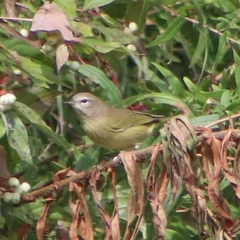 Leiothlypis celata celata