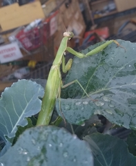 Mantis religiosa