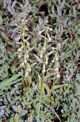 Epipactis phyllanthes