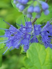 Caryopteris