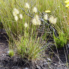 Pentameris curvifolia