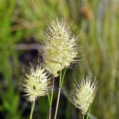 Pentameris curvifolia