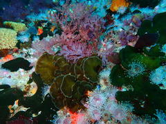 Exallosorus harveyanus