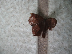 Abisara