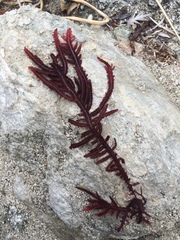 Neoptilota