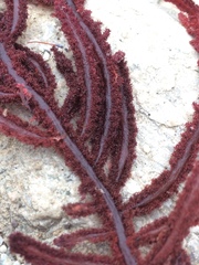 Neoptilota