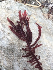 Neoptilota