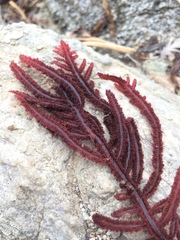 Neoptilota