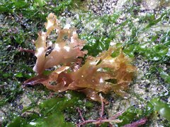 Nitophyllum punctatum