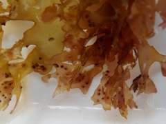 Nitophyllum punctatum