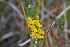 Dillwynia floribunda