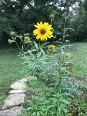 Helianthus verticillatus