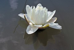Victoria cruziana