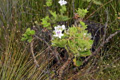 Pelargonium cucullatum strigifolium