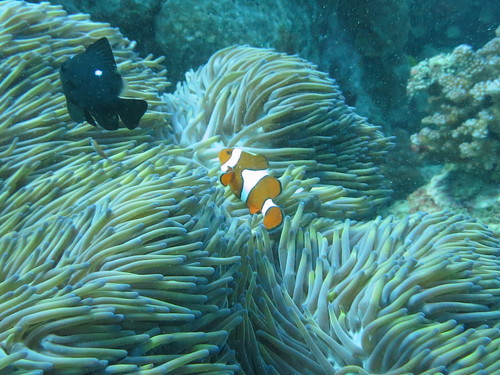 Amphiprion percula