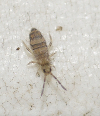 Entomobrya assuta