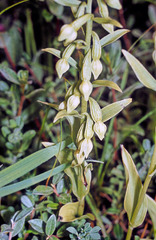 Epipactis phyllanthes