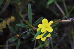 Hibbertia salicifolia