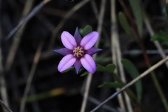 Boronia parviflora