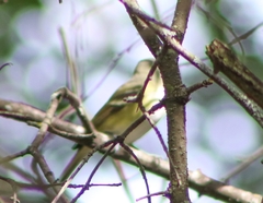 Vireo solitarius