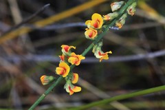 Sphaerolobium vimineum